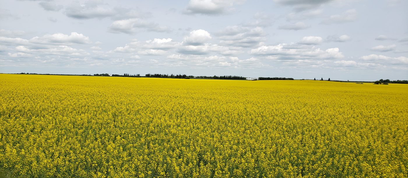 Saskatchewan canola field in full bloom — the crop at the centre of Hari's breeding work at DuPont Pioneer, 2008–2012