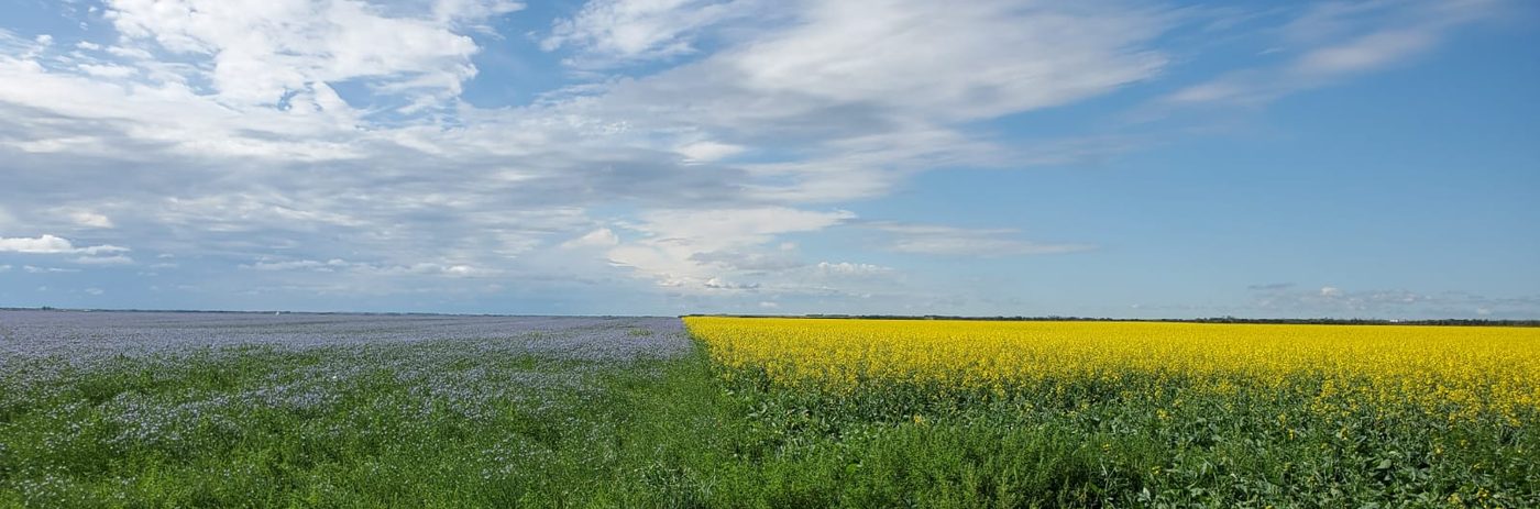 Flax and canola fields side by side on the Saskatchewan Prairies — two of the crop species in NavGaea's variety development portfolio
